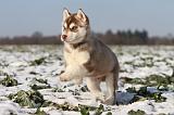 SIBERIAN HUSKY 258